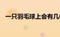一只羽毛球上会有几根羽毛A.20根B.16根