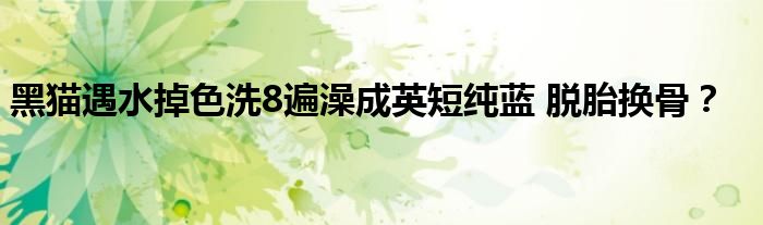 黑猫遇水掉色洗8遍澡成英短纯蓝 脱胎换骨？