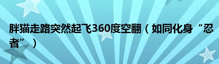 胖猫走路突然起飞360度空翻（如同化身“忍者”）