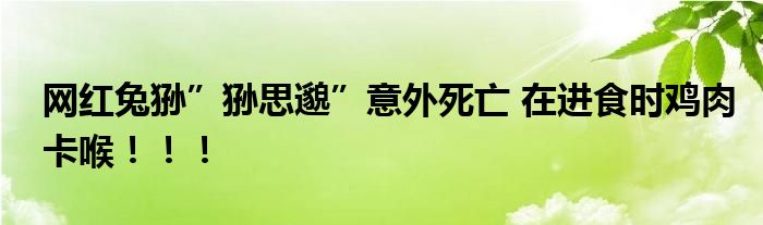 网红兔狲”狲思邈”意外死亡 在进食时鸡肉卡喉！！！