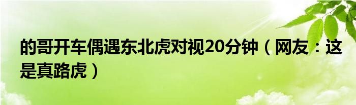 的哥开车偶遇东北虎对视20分钟（网友：这是真路虎）