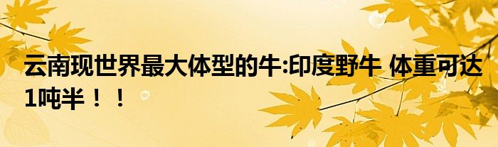 云南现世界最大体型的牛:印度野牛 体重可达1吨半！！