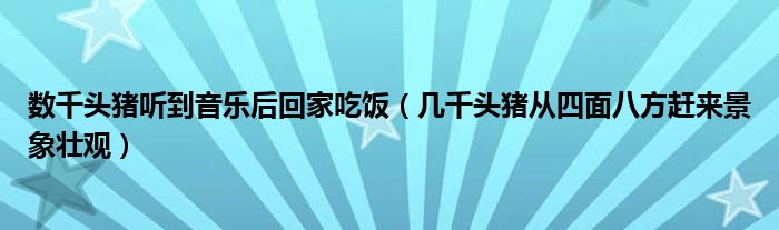 数千头猪听到音乐后回家吃饭（几千头猪从四面八方赶来景象壮观）