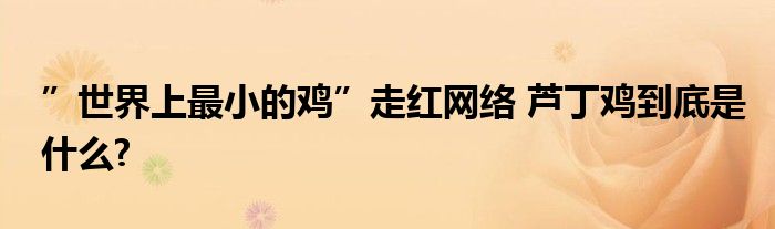 ”世界上最小的鸡”走红网络 芦丁鸡到底是什么?