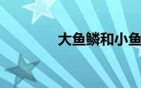 大鱼鳞和小鱼鳞有什么区别