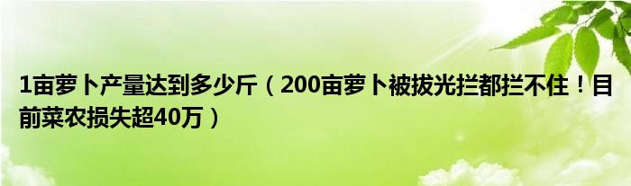 1亩萝卜产量达到多少斤（200亩萝卜被拔光拦都拦不住！目前菜农损失超40万）