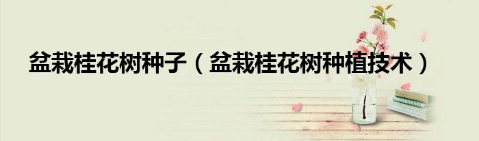 盆栽桂花树种子（盆栽桂花树种植技术）
