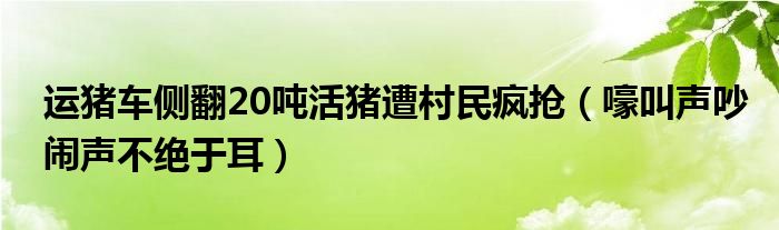运猪车侧翻20吨活猪遭村民疯抢（嚎叫声吵闹声不绝于耳）