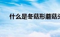什么是冬菇形蘑菇头魔术贴尼龙粘扣带