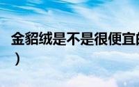 金貂绒是不是很便宜的（金貂绒是不是很便宜）