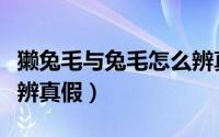 獭兔毛与兔毛怎么辨真假（獭兔毛皮草怎么分辨真假）