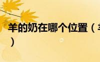 羊的奶在哪个位置（羊奶丝是羊身上哪个部位）