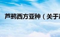芦鹀西方亚种（关于芦鹀西方亚种的简介）
