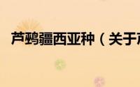 芦鹀疆西亚种（关于芦鹀疆西亚种的简介）