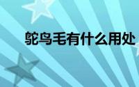 鸵鸟毛有什么用处（鸵鸟毛有什么用）