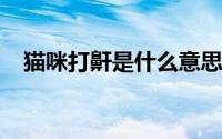 猫咪打鼾是什么意思（m码大还是s码大）