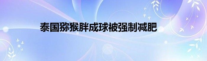泰国猕猴胖成球被强制减肥