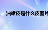 油蜡皮是什么皮图片（油蜡皮是什么皮）