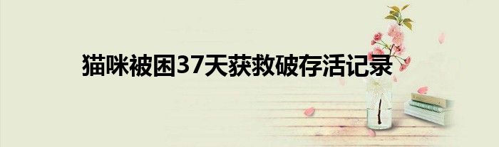 猫咪被困37天获救破存活记录