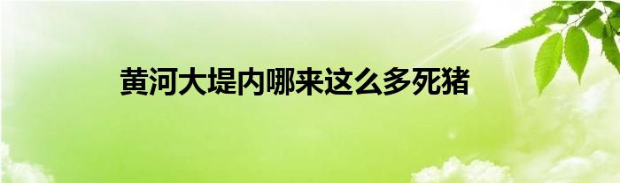 黄河大堤内哪来这么多死猪