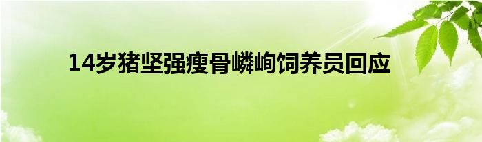 14岁猪坚强瘦骨嶙峋饲养员回应