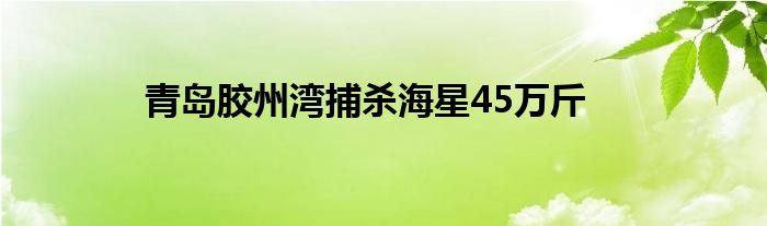 青岛胶州湾捕杀海星45万斤