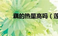 藕的热量高吗（莲藕的热量是多少）