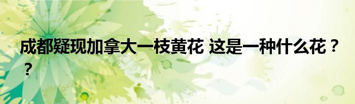 成都疑现加拿大一枝黄花 这是一种什么花？？