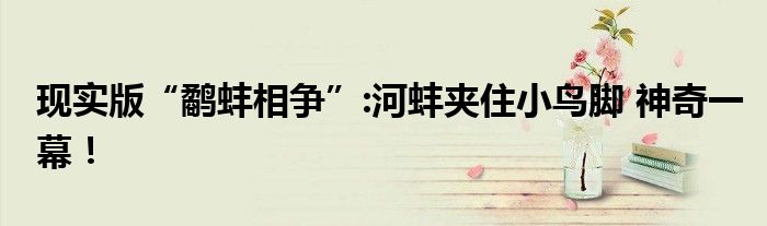 现实版“鹬蚌相争”:河蚌夹住小鸟脚 神奇一幕！