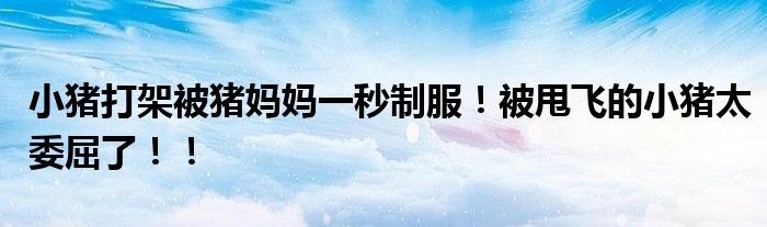 小猪打架被猪妈妈一秒制服！被甩飞的小猪太委屈了！！