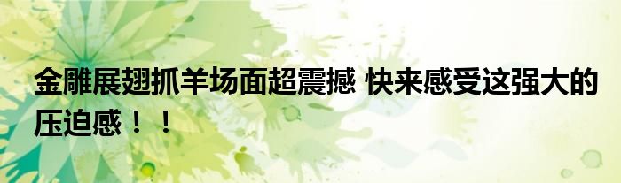 金雕展翅抓羊场面超震撼 快来感受这强大的压迫感！！