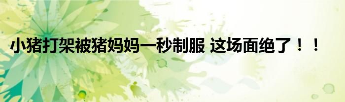 小猪打架被猪妈妈一秒制服 这场面绝了！！