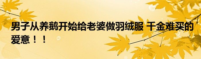 男子从养鹅开始给老婆做羽绒服 千金难买的爱意！！