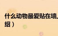 什么动物最爱贴在墙上（爱贴在墙上的动物介绍）
