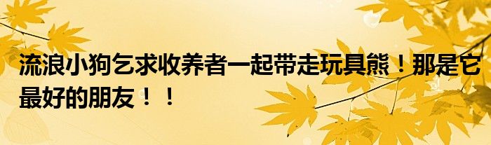 流浪小狗乞求收养者一起带走玩具熊！那是它最好的朋友！！