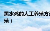 黑水鸡的人工养殖方法（黑水鸡的人工如何养殖）