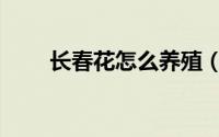 长春花怎么养殖（长春花如何养殖）