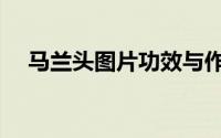 马兰头图片功效与作用（马兰头怎么用）