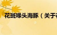 花斑喙头海豚（关于花斑喙头海豚的简介）
