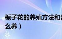 栀子花的养殖方法和注意事项大全（栀子花怎么养）