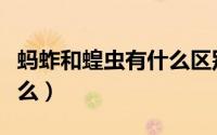 蚂蚱和蝗虫有什么区别（蚂蚱和蝗虫区别是什么）