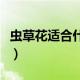 虫草花适合什么人群吃（虫草花哪些人更好呢）