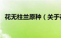 花无柱兰原种（关于花无柱兰原种的简介）