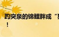 趵突泉的锦鲤胖成“猪鲤” 这也太可爱了吧！！