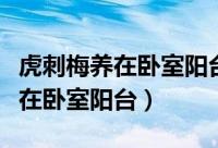 虎刺梅养在卧室阳台可以吗（虎刺梅能不能养在卧室阳台）