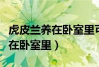 虎皮兰养在卧室里可以吗（虎皮兰能不能养植在卧室里）