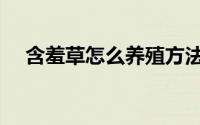 含羞草怎么养殖方法（如何养殖含羞草）