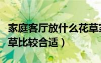 家庭客厅放什么花草家旺（家庭客厅放什么花草比较合适）