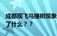成都现飞鸟撞树现象 网友疑灾害前兆 这暗示了什么？？