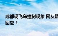 成都现飞乌撞树现象 网友疑灾害前兆 成都野保专委会对此回应！